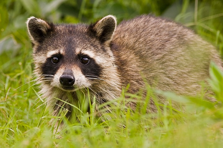 Waschbr Procyon lotor Raccoon